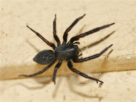 Black House Spider Pictures