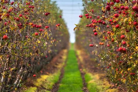 Queensland Fruit Fly Growers Update (September 2020) – Fruit Fly Control