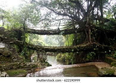 Double Decker Root Bridge Over Umshiang Stock Photo 622190999 ...