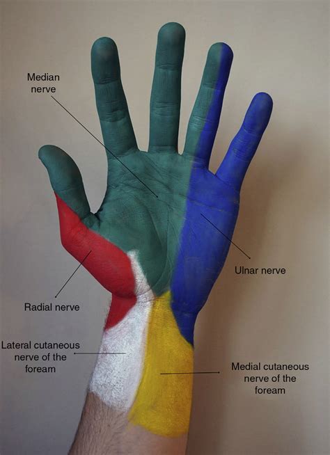 Cutaneous innervation of the anterior surface of the hand. Yellow,... | Download Scientific Diagram