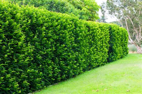 What is the best hedging plant | Branching Out Landscape & Design