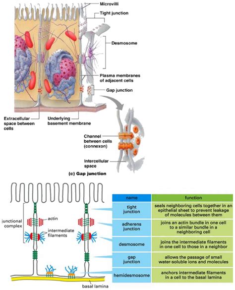 Desmosomes Tight Junctions And Gap Junctions