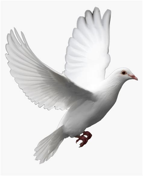 Cut Out Flying Bird Model - Png Transparent Background White, Png ...