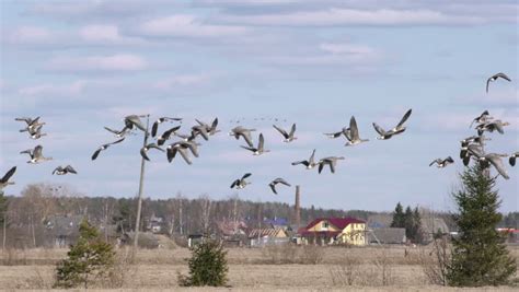 Group of Geese Taking Flight image - Free stock photo - Public Domain photo - CC0 Images