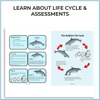 Dolphin Life Cycle | Biomimicry Design Inspired by Nature Compatible ...