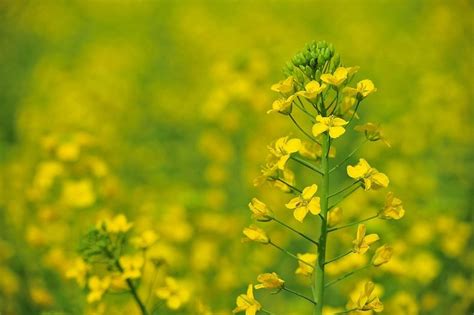 Rapeseed Fields in Luoping, China | Amusing Planet