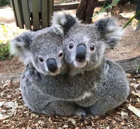 Cute Koalas Hugging It Out