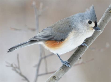 Get to Know These 15 Common Birds | Audubon