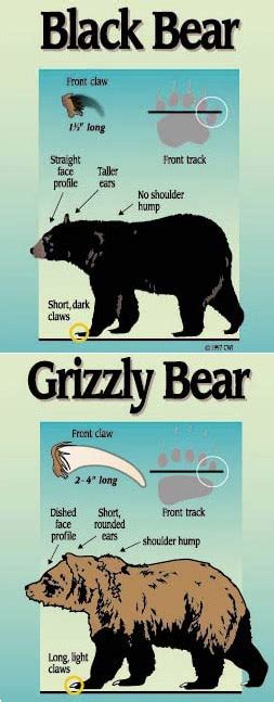 What's the Difference Between Brown and Black Bears? | Alaska Shore ...