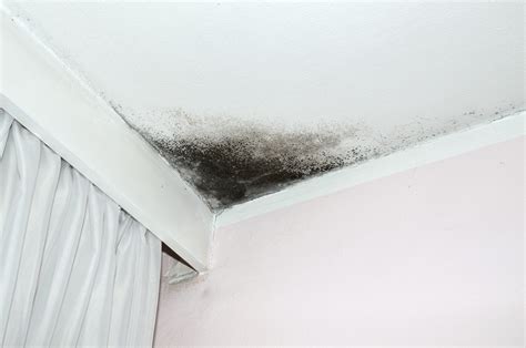 how to get rid of mold on ceiling - First Republic Craigslist