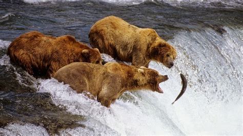 The Salmon Fishing Bears of Brooks Falls | Amusing Planet