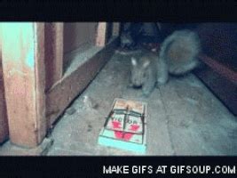 Rat Trap GIFs - Find & Share on GIPHY