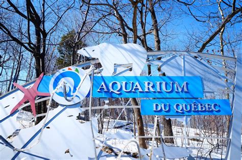 Captive polar bears: Aquarium du Quebec, Quebec, Canada – Bear Conservation