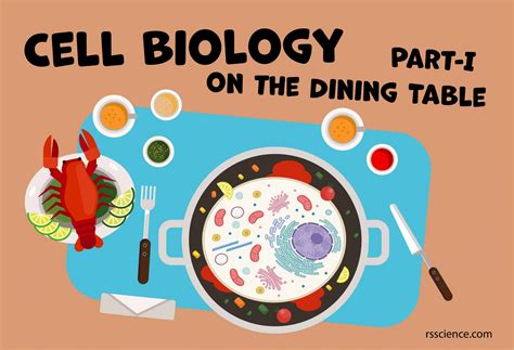 Cell Biology on the Dining Table – Animal Cell Model Part I - Rs' Science