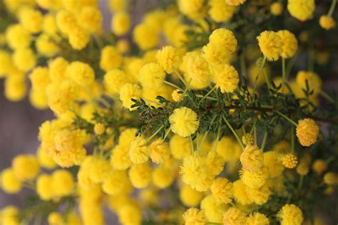 Acacia Flowers Photograph by Michaela Perryman - Fine Art America