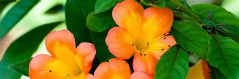 Flowers Twitter Header Orange Flowers 1500x500 - Hipi.info