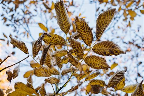 Autumn walnut tree leaves - freestocks.org - Free stock photo