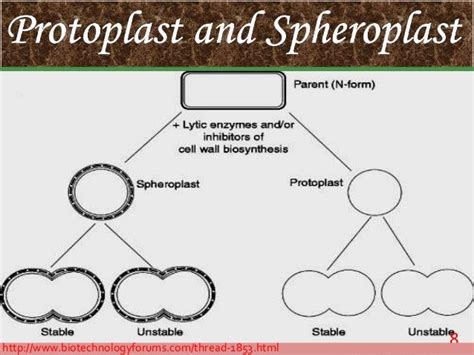 PROTOPLAST ISOLATION & CULTURING TECHNIQUES.