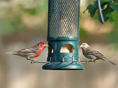 What Do House Finches Eat? (All You Need To Know) | Birdfact