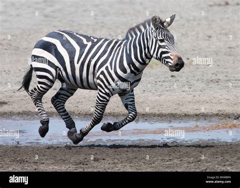 Zebra run hi-res stock photography and images - Alamy