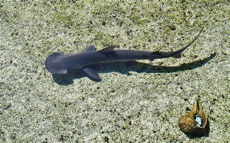 Baby Hammerhead Shark Photograph by Debra Farrey