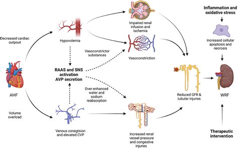 Frontiers | Insights of Worsening Renal Function in Type 1 Cardiorenal ...