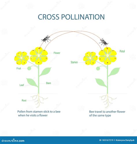 Cross Pollination Diagram