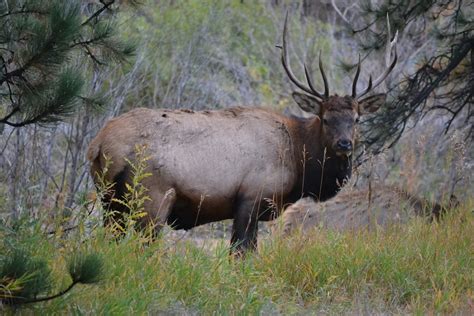 Free stock photo of elk, Estes Park, wildlife