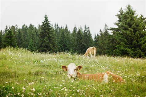 Hiking in Bavaria II on Behance