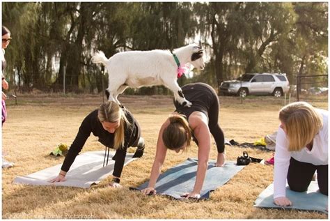 goat yoga | barfblog