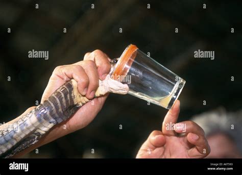 Thailand Snake Venom Extraction Chiang Mai Province Stock Photo - Alamy