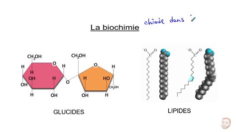 Biochimie : Les glucides et les lipides - YouTube