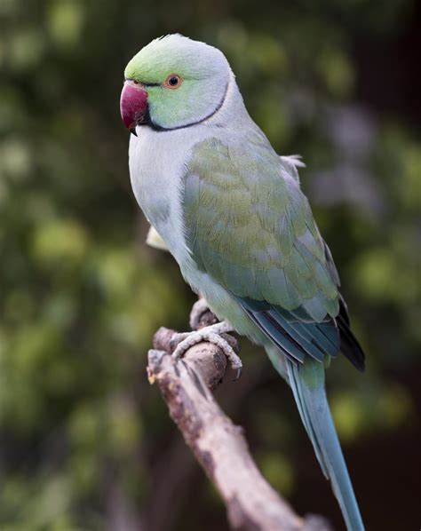 Pet Diaries: Learning How to Care for an Indian Ringneck Parrot - Bird Eden