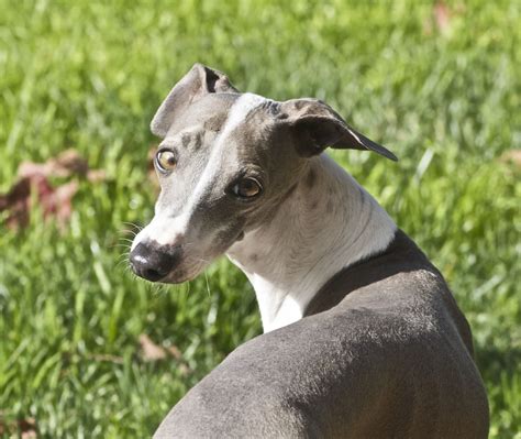 Italian Greyhound Information - Dog Breeds at thepetowners