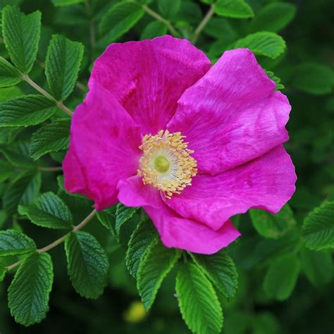 Buy red Japanese rose (shrub) Rosa rugosa 'Rubra'