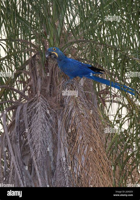 Macaw-blue, Pantanal, Mato Grosso do Sul, Brazil Stock Photo - Alamy