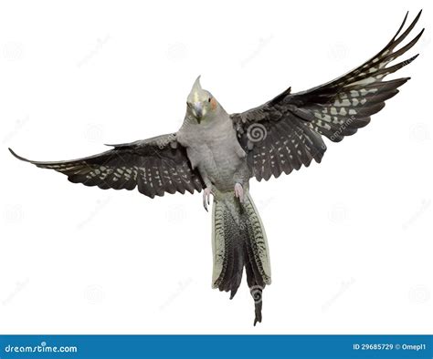 Cockatiel Flying stock image. Image of female, isolated - 29685729