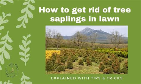 How to Get Rid of Tree Saplings in Lawn? Types of Tree Saplings