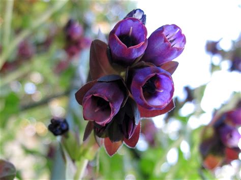 Cerinthe – Blue Honeywort – Sunnyvale-Garden