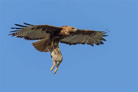 Red-tailed Hawk with a Rabbit | Pet birds, Red tailed hawk, Wild birds