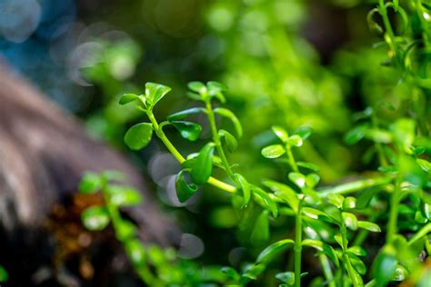 How to Grow and Care for Water Hyssop