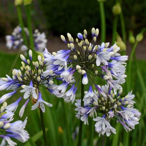 Agapanthus 'Twister'