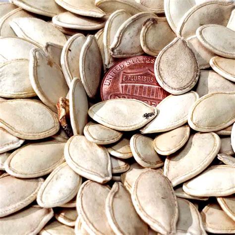 Heirloom New England Sugar Pie Pumpkin Seeds | Terroir Seeds