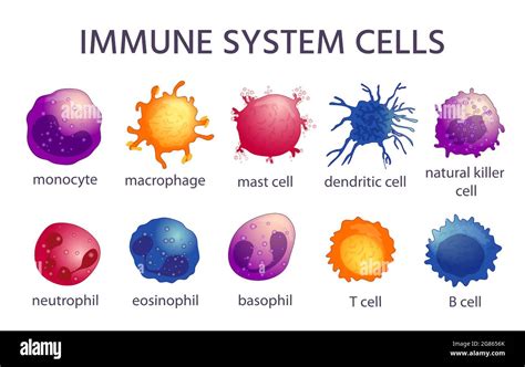 Immune system cell types. Cartoon macrophage, dendritic, monocyte, mast ...