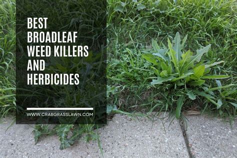 Top 5 Best Broadleaf Weed Killers January 2024 Review - vrogue.co