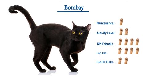 Bombay Cat Breed… Everything You Need to Know at a Glance!