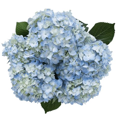 Beautiful Blue Hydrangea Flowers | Blue hydrangea flowers, Blue ...