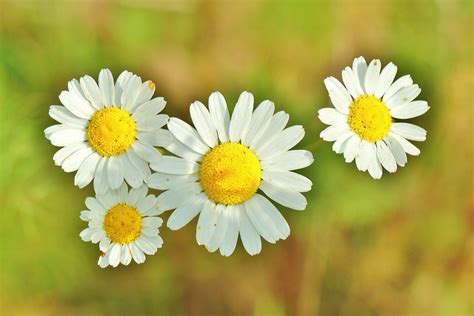 Chamomile Medicinal Herb · Free photo on Pixabay