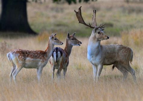 Deer Scan - Regional Development Australia Whyalla & Eyre Peninsula