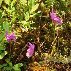 Arethusa bulbosa (Dragon's Mouth): Go Orchids